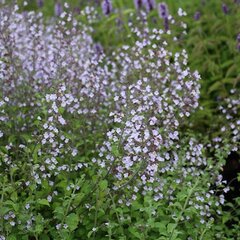 4251036_calamintha_blue_cloud_01