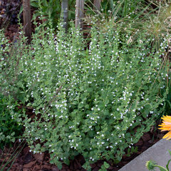 4241159_calamintha_marvelette_white_03