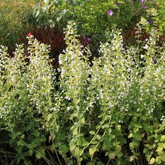 4241159_calamintha_marvelette_white_07