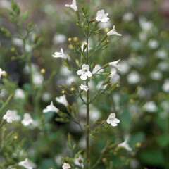 4254638_calamintha_white_cloud_01