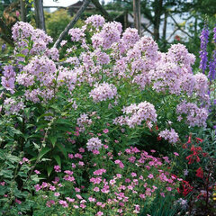2230079_campanula_loddon_anne_01