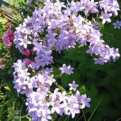 2230079_campanula_loddon_anne_06
