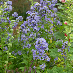09202319_campanula_prichard_s_variety_01