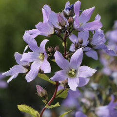 09202319_campanula_prichard_s_variety_02