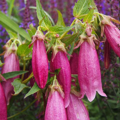 3253475_campanula_punctata_rubra_01