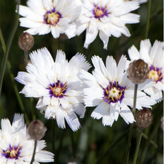 9241966_catananche_caerulea_alba_02