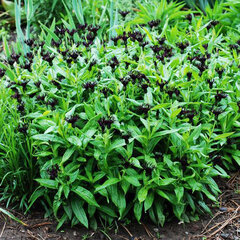 10252931_centaurea_black_sprite_01