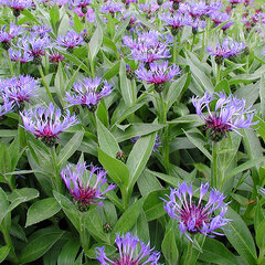 09202320_centaurea_coerulea_01