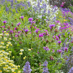 3254557_centaurea_dealbata_01