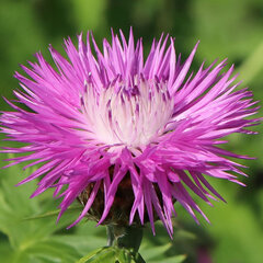3254557_centaurea_dealbata_02