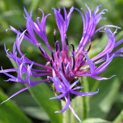 04201869_centaurea_grandiflora_01