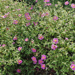 2223403_cistus_creticus_01