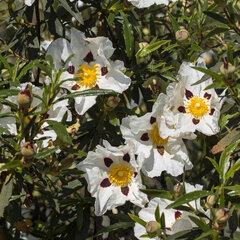 2223464_cistus_maculatus_01