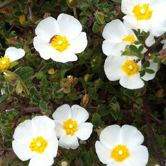 2223467_cistus_obtusifolius_01
