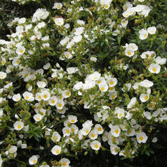2223463_cistus_x_hyridus_01
