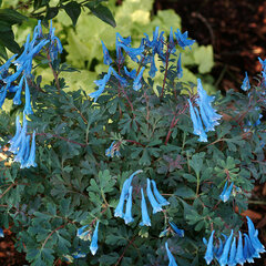 8213054_corydalis_blue_heron_01