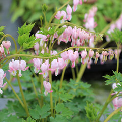3252458_dicentra_cupid_02
