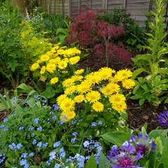 3251675_doronicum_little_leo_01