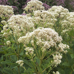 6243610_eupatorium_snow_ball_01