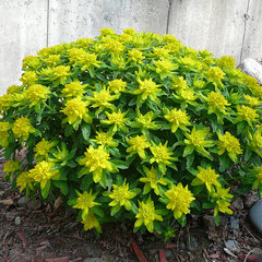 6243982_euphorbia_p