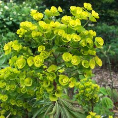04200232_euphorbia_palustris_01
