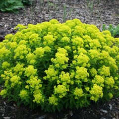 04200232_euphorbia_palustris_02