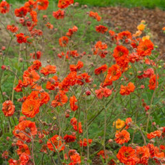 8242236_geum_fiery_tempest_01