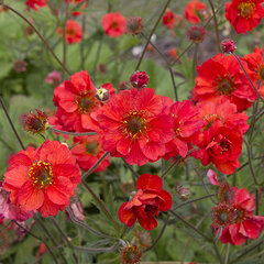 8242236_geum_fiery_tempest_03