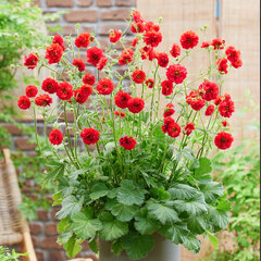 5254388_geum_firestarter_05