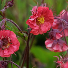7230660_geum_flames_of_passion_01