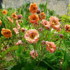 5251295_geum_mai_tai_02