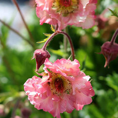 6251918_geum_petticoat_peach_01