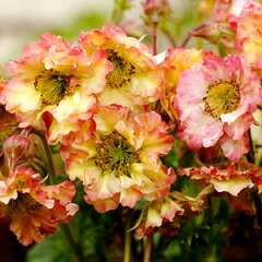 6251918_geum_petticoat_peach_03