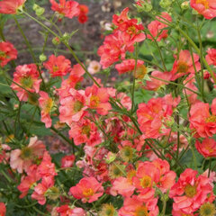 8244389_geum_tempo_coral_01