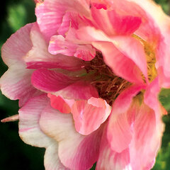 6252572_geum_tempo_rose_01