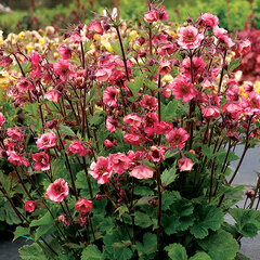 6252572_geum_tempo_rose_02