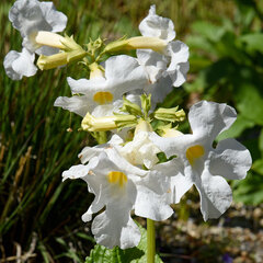 8244280_incarvillea_d