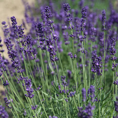 4250289_lavandula_hidcote_blue_01