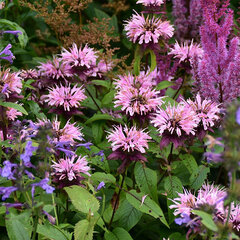 3252805_monarda_beauty_of_cobham_01