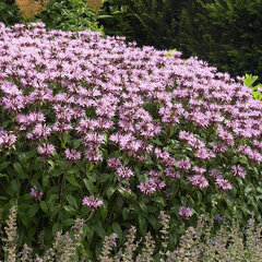 3252805_monarda_beauty_of_cobham_02