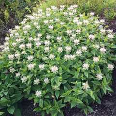 5251593_monarda_bee_bright_01
