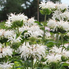 5251593_monarda_bee_bright_02