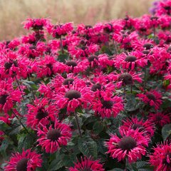 5251144_monarda_bee_merry_01