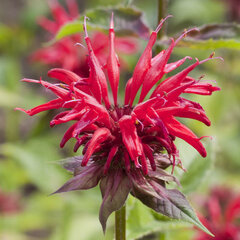 5251071_monarda_cambridge_scarlet_01