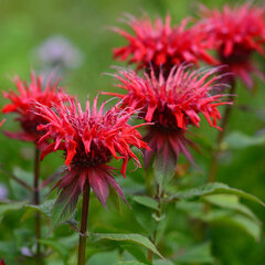 5251071_monarda_cambridge_scarlet_03