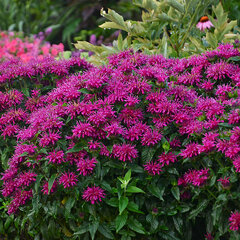 7254352_monarda_grape_gumball_02