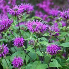 3251276_monarda_prarienacht_01