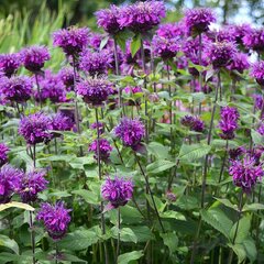 3251276_monarda_prarienacht_02