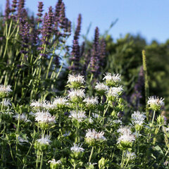 2241416_monarda_schneewitchen_01