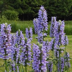 3251970_nepeta_blue_moon_03